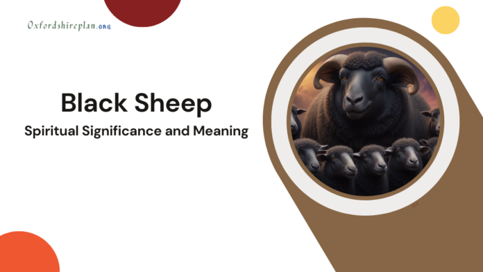 black sheep meaning