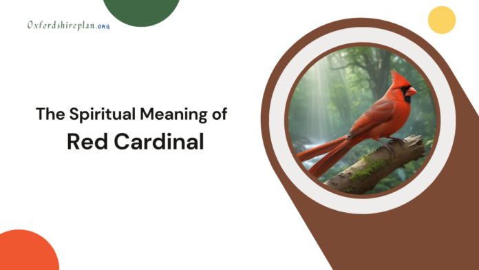 red cardinal meaning