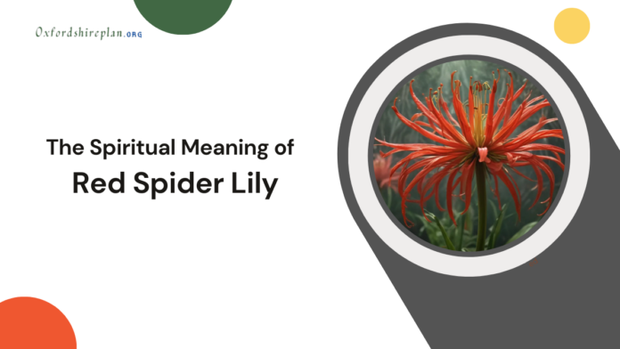 red spider lily meaning